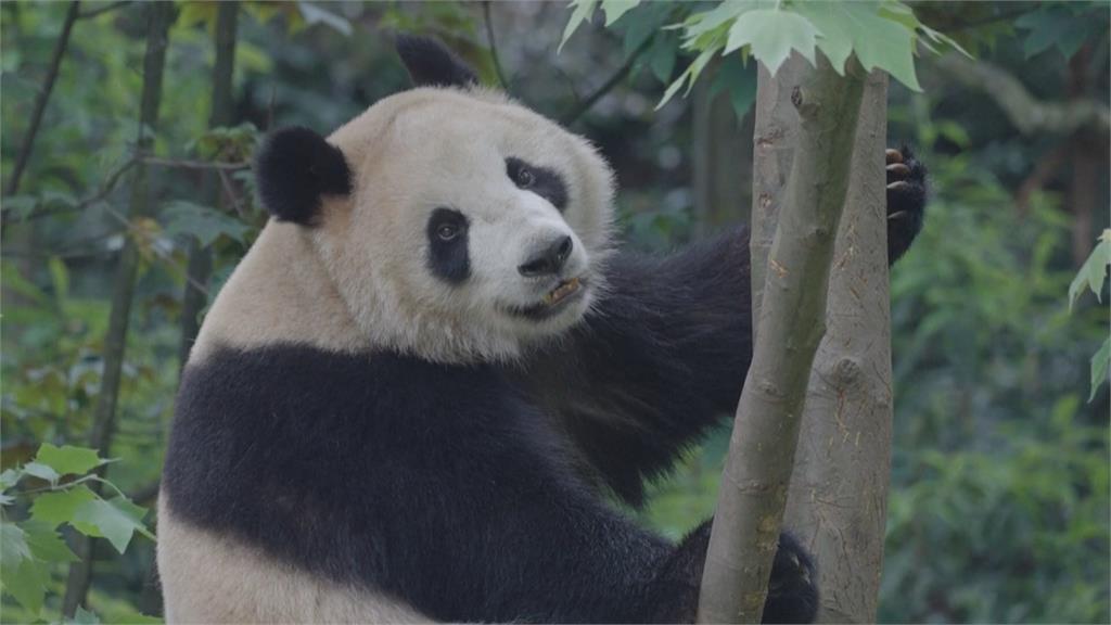 <em>中國</em>再次啟動「貓熊外交」　雲川、鑫寶將赴聖地牙哥動物園　旅美10年
