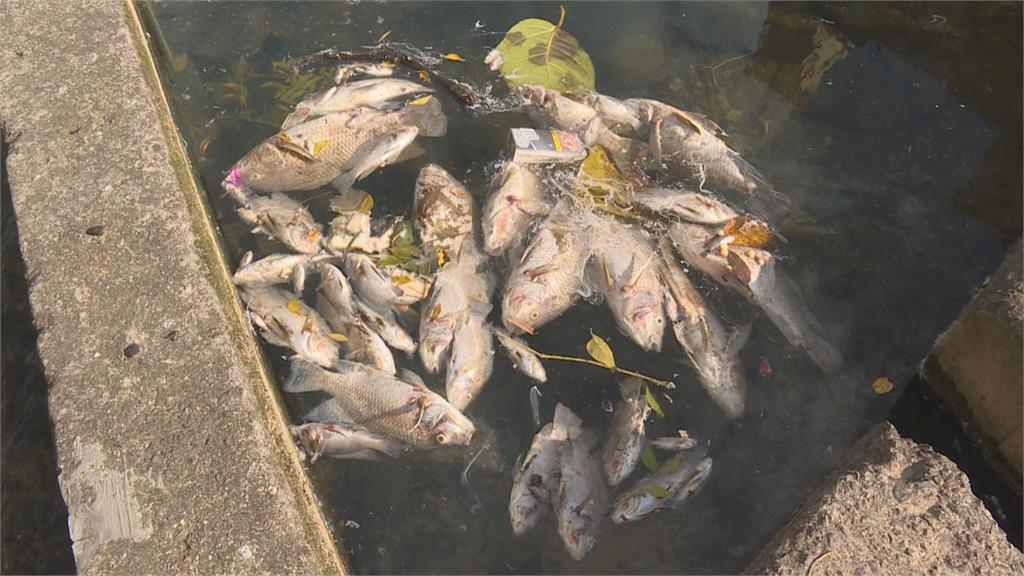 遭人下毒？樹林鹿角溪魚群暴斃　3千公斤魚屍漂河上「臭氣沖天」