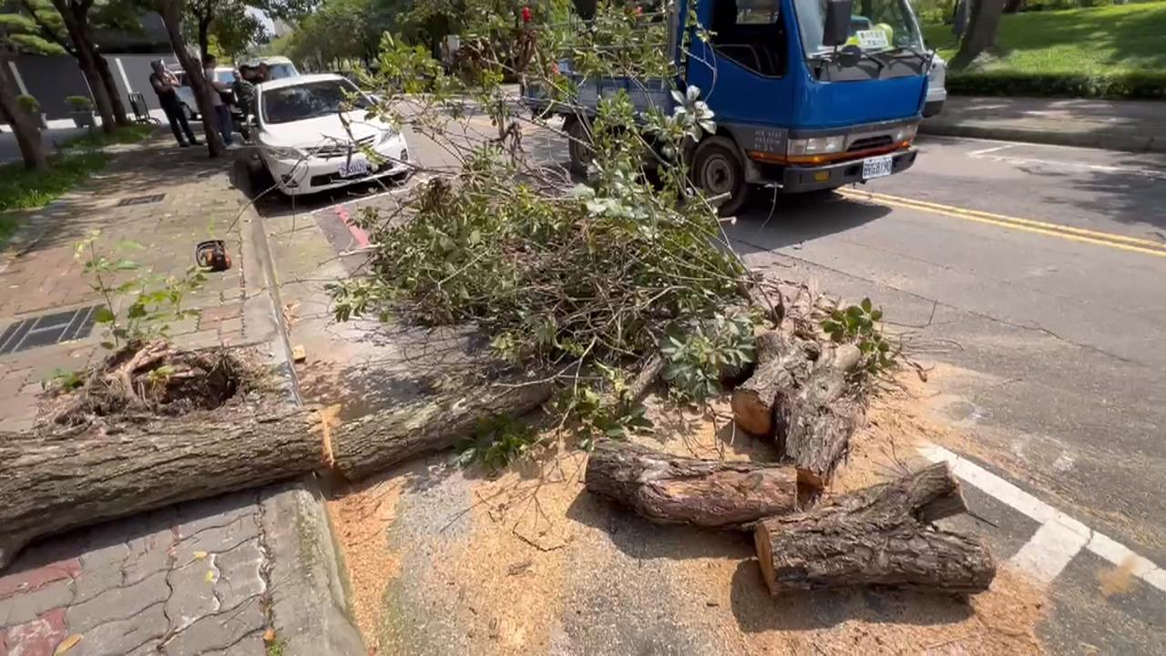 疑褐根病！台中無風雨路樹突倒塌　慘砸兩車幸無人傷