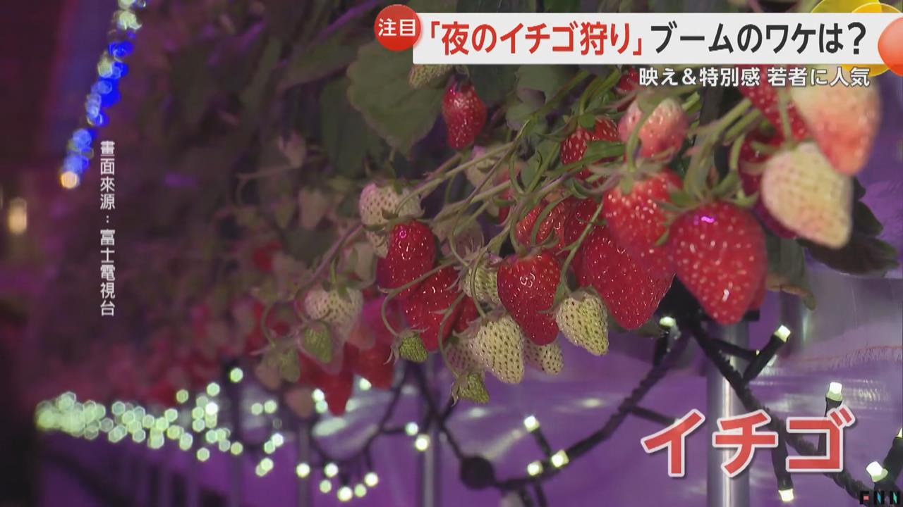 富山草莓園的「紫光」秘密？夜間觀光新趨勢曝出關鍵原因。