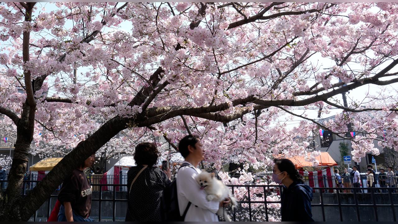 日本迎櫻花季!東京染井吉野櫻盛開 民眾賞花不忘省錢
