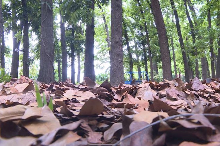 全國最大桃花心木森林 「落葉」美景還可製成紀念品