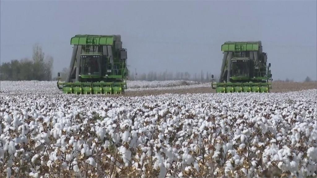 中國啟動「未來棉花」計畫　試圖制定中國標準