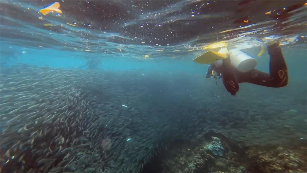 海洋奇景！他遊菲律賓薄荷島玩浮潛　見「沙丁魚風暴」嗨喊：太震撼