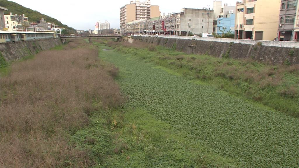 「綠色地毯」鋪滿河面！布袋蓮攻佔通霄溪
