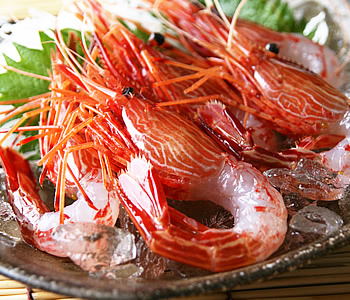 日本吻仔魚產量暴跌　北海島蝦捕撈旺季漁獲達1噸多