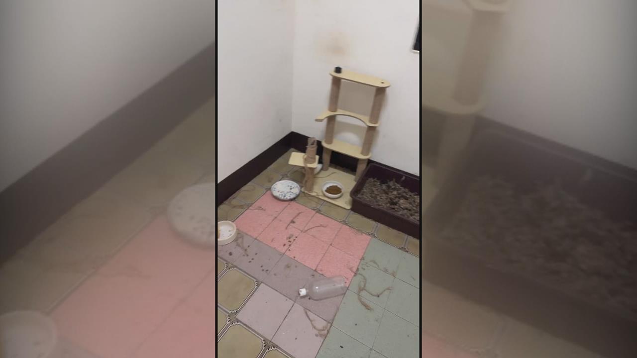 獨家/高雄房東控「房客欠租近十萬」 養24隻貓「解約沒全帶走」