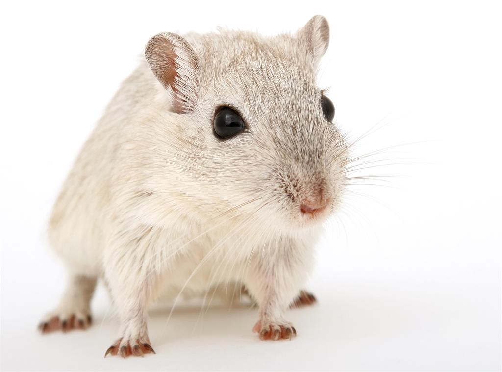昔因COVID-19強制撲滅民間寵物倉鼠！　香港1月中擬恢復倉鼠進口