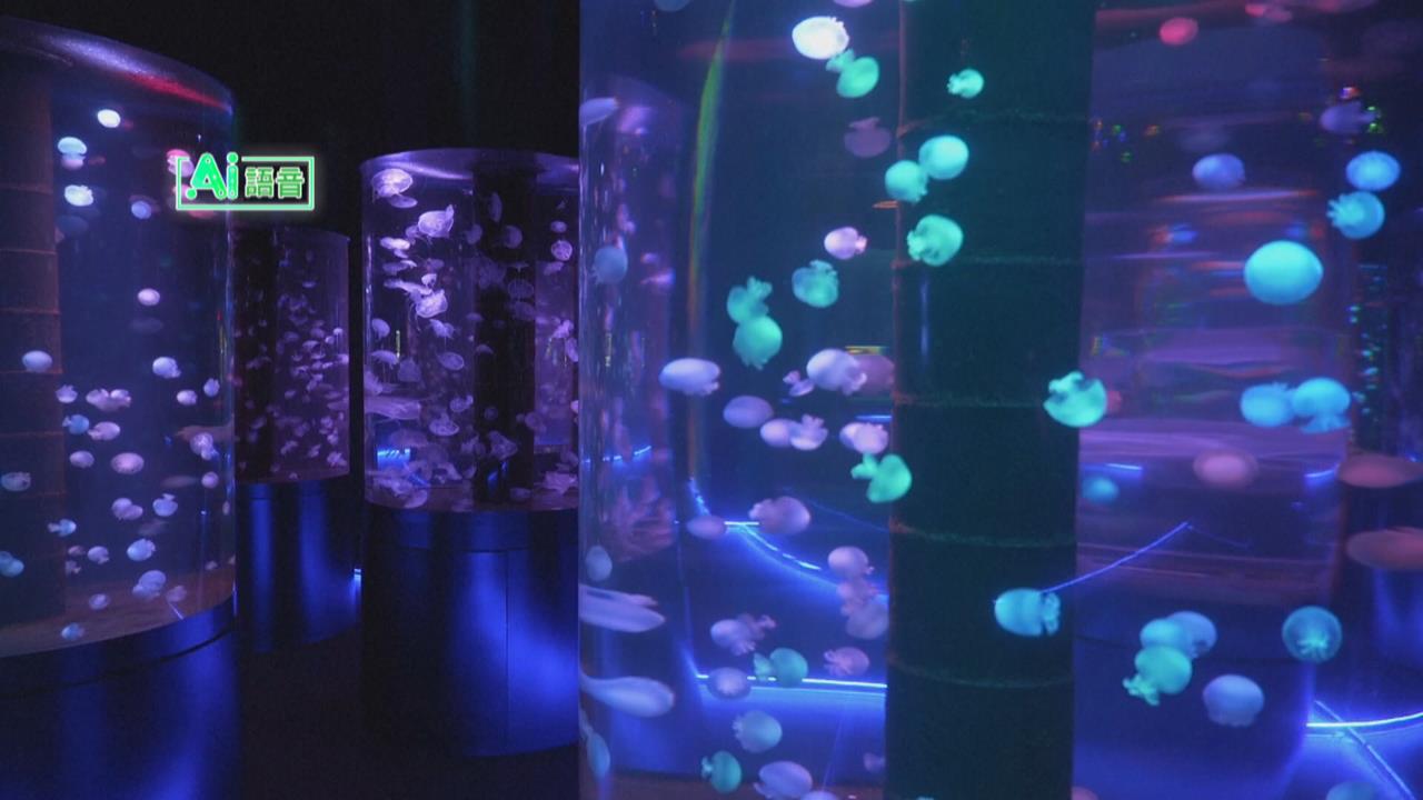 經營水族館烏克蘭夫婦　赴美躲戰火佛州打造水母博物館