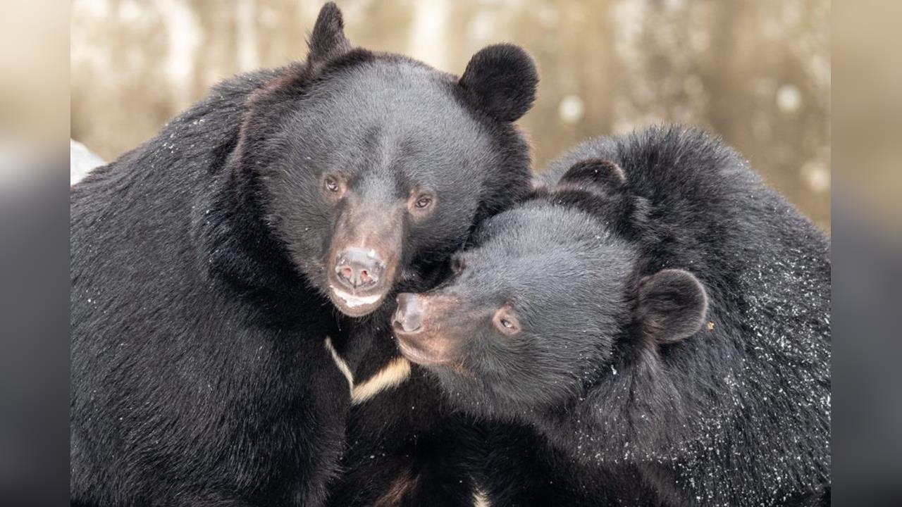 熊熊不肯睡! 市區食物充足 日本野熊恐不冬眠了