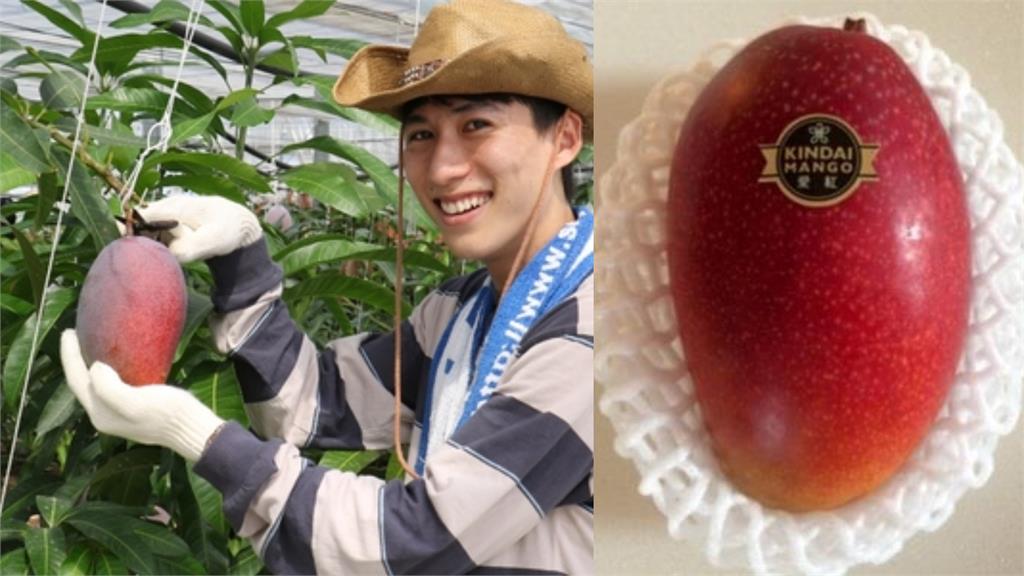 1顆定價3000元台幣！日本超高級「愛紅芒果」將於8月中上市