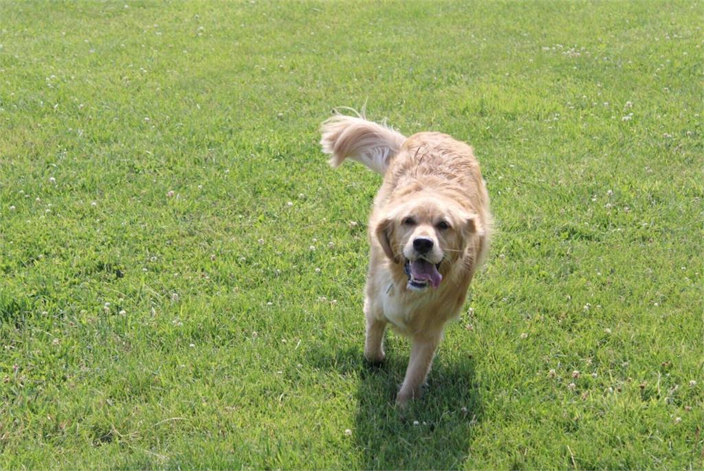 快新聞/受託顧狗!11犬隻離奇死亡 加州華裔馴犬師恐被關近14年