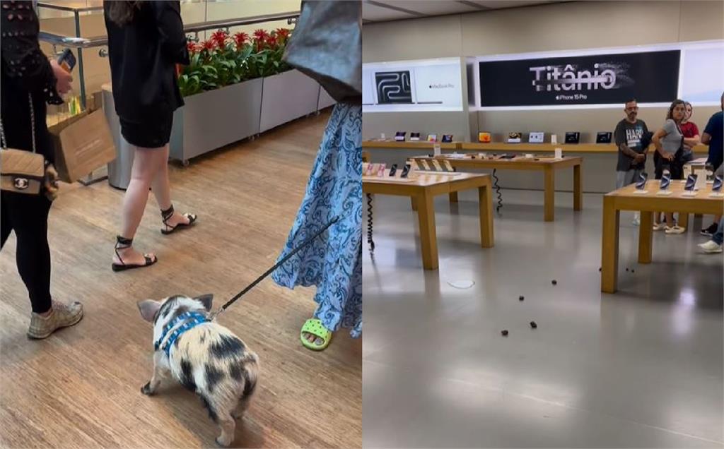快新聞／巴西Apple Store慘遭便便攻擊！　女子遛寵物豬參觀竟做「這件事」