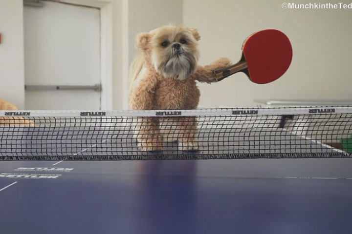 是真的！狗狗打乒乓球成為寵物界網紅 