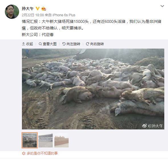 中國官方證實河北感染非洲豬瘟！現僅三省未驗出