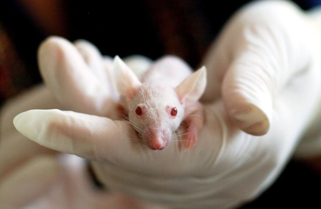 新實驗：類人腦組織植入鼠腦　解謎腦神經疾病