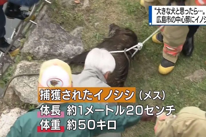天氣太熱想玩水？廣島驚見野豬護城河裡游泳