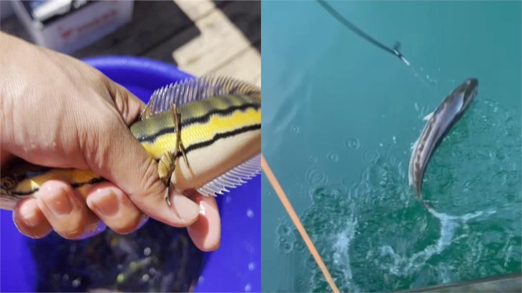 「潭中惡霸」入冬前食慾增！貪吃魚虎「延繩釣」上鉤畫面曝光