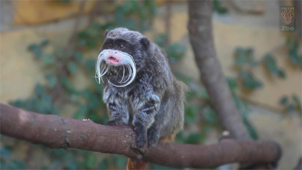 美國德州達拉斯動物園雲豹逃脫　禿鷹離奇死亡、猴子被偷！