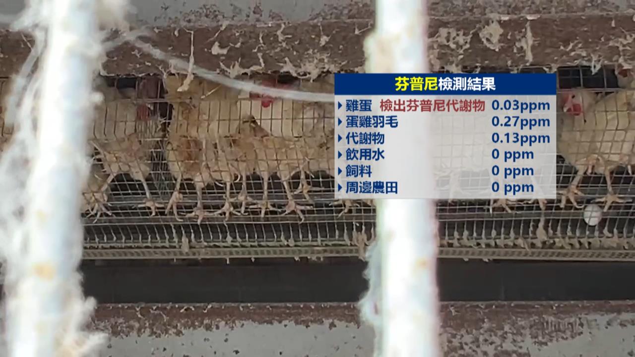 又出包！　彰化案場「雞蛋、羽毛」再檢出芬普尼　飼主違法裁罰合計12萬元