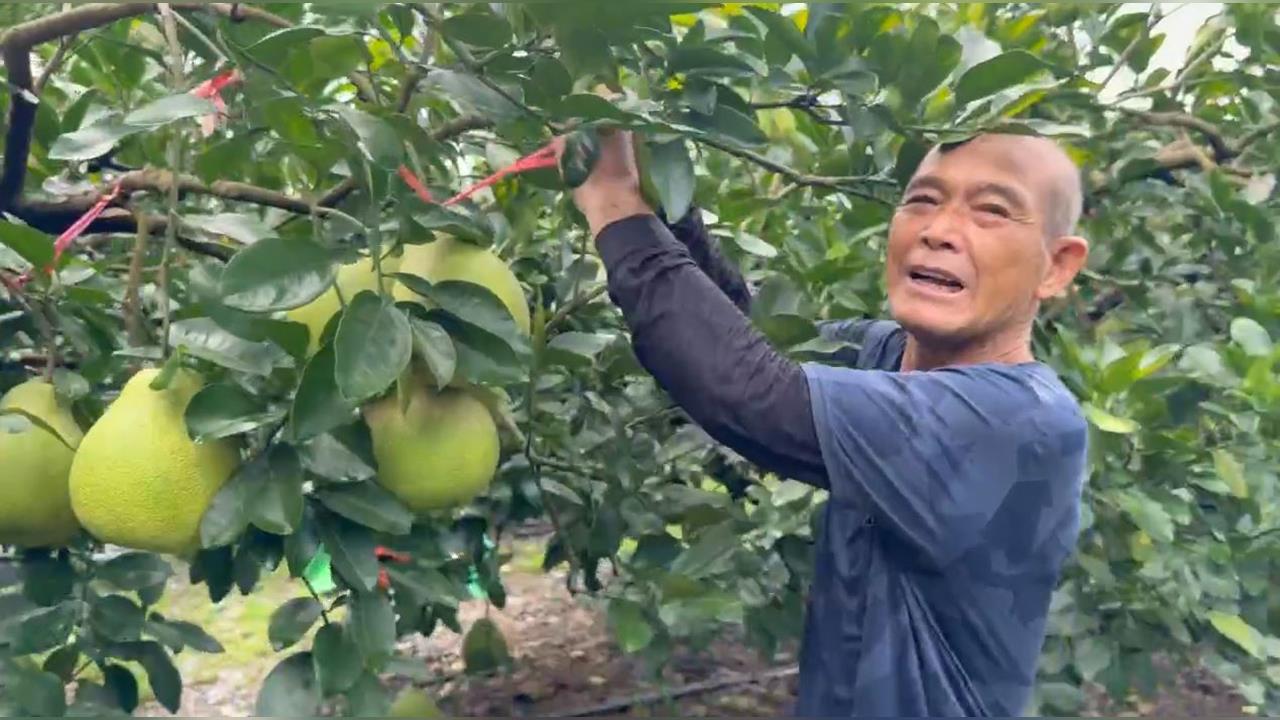 沙德爾颱風進逼　花蓮文旦搶收 宜蘭蔥農直接放棄搶採