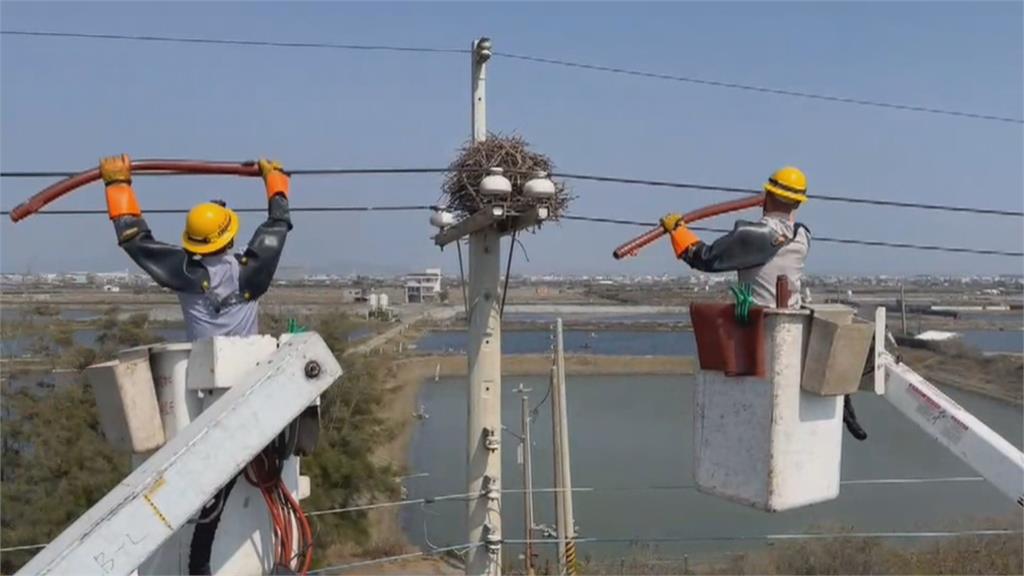 風水比較好？小鳥愛在電桿築巢　台電近2月移除178個鳥巢