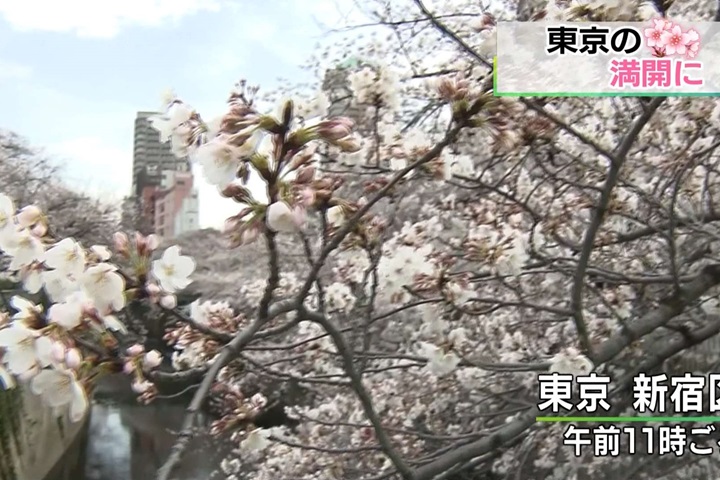 東京櫻花正式盛開 比去年提早九天