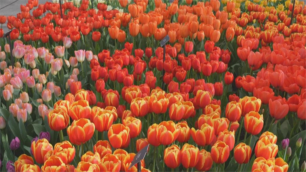 全球最大庫肯霍夫花園　700萬朵盛開超壯觀
