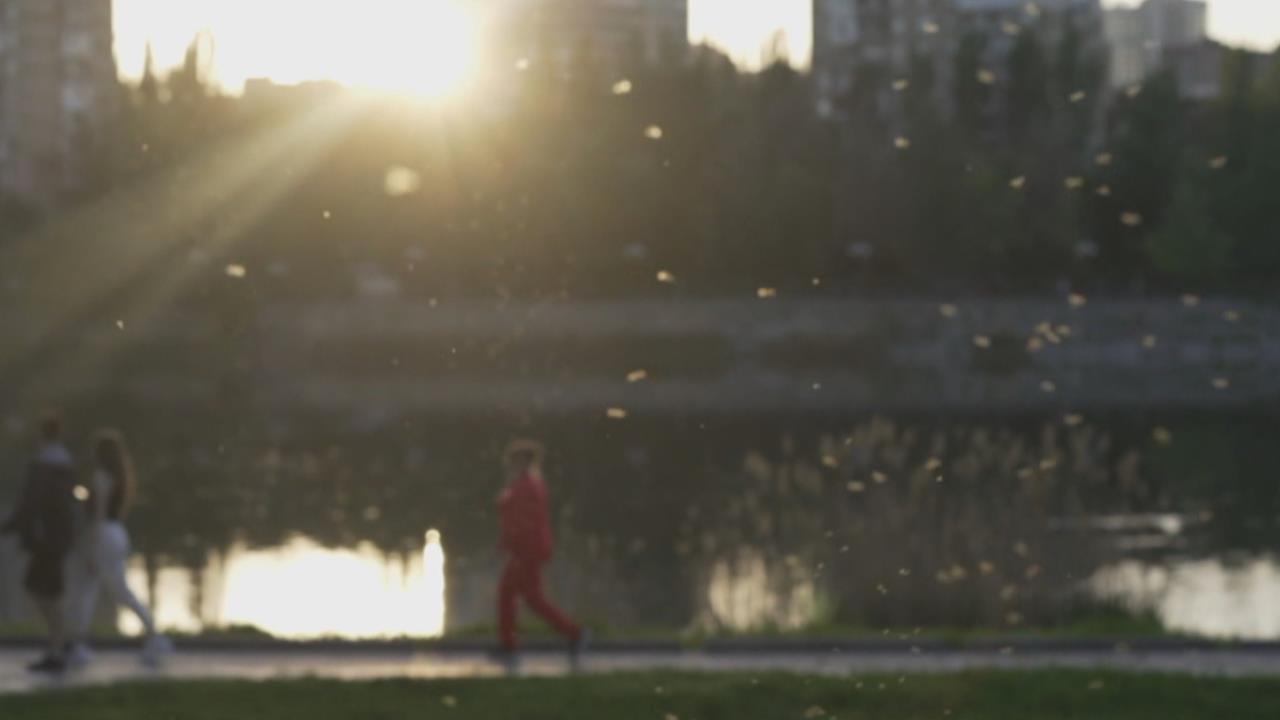 「改變基因」控制病媒蚊數量　避免破壞生態平衡考驗科學家