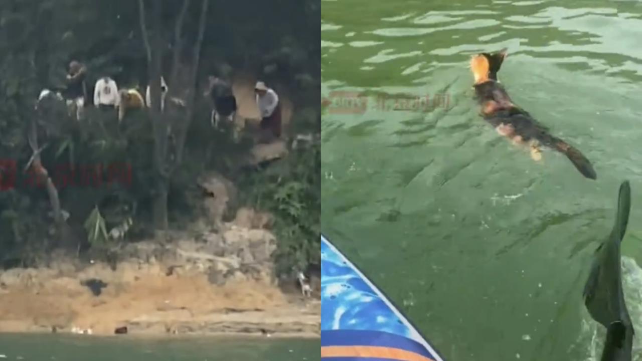 中國水庫「放生大量野貓」逼跳水溺斃　民眾急報警⋯警方竟回應：要怎樣說違法？