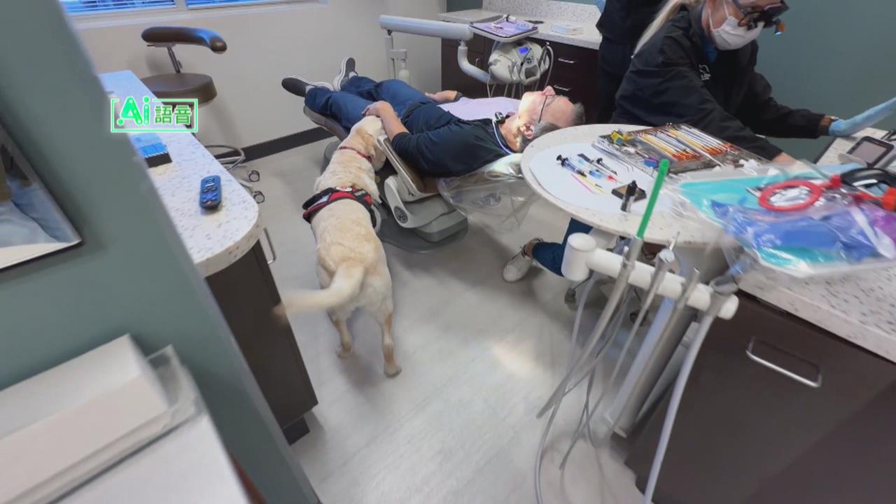 看牙醫不再發抖　療癒系治療犬趴病人大腿撒嬌