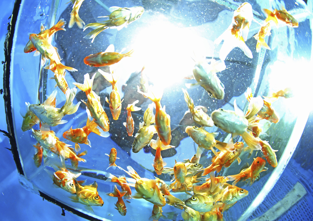 日本夏季祭典撈金魚　養殖戶今年訂單大增