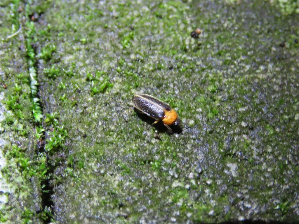 北橫賞螢季節來了！桃園大溪復興熱點地圖攻略 追尋夢幻黑翅螢