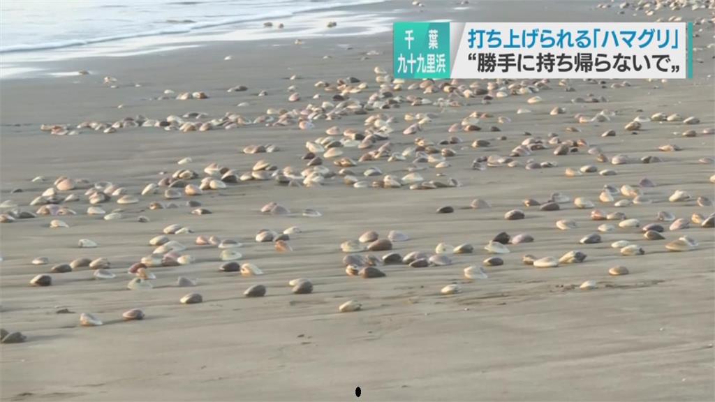 日千葉蛤蜊大量出沒 漁協呼籲民眾別撿拾