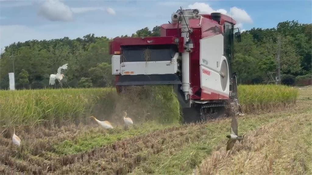 憂大雨影響一期稻作收成　農民「端午不休假」拚搶收
