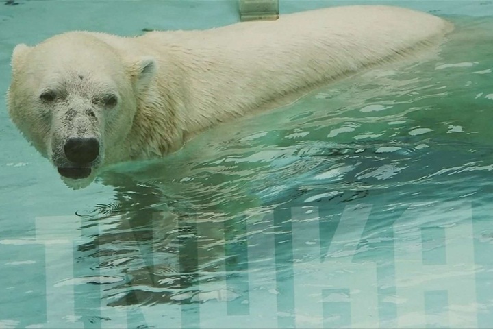 唯一一隻熱帶北極熊伊努卡 健康惡化已安樂死