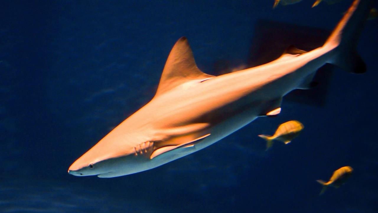 快新聞／台灣近海也有！澳洲驚傳「公牛鯊」咬人　1死1傷