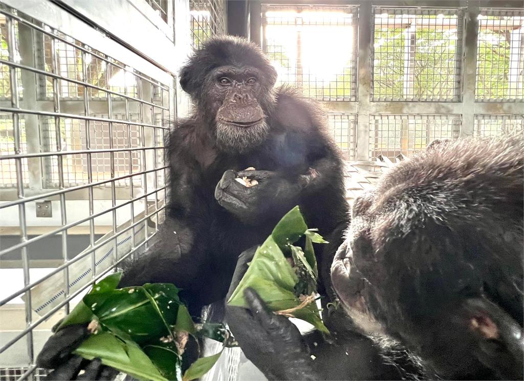快新聞／端午節壽山動物園飄「粽」香　黑猩猩莉忠、大象阿里等一起慶生