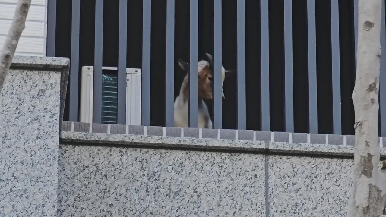 不是貓狗!隔壁一直咩咩叫 竟是鄰居在陽台養「這動物」