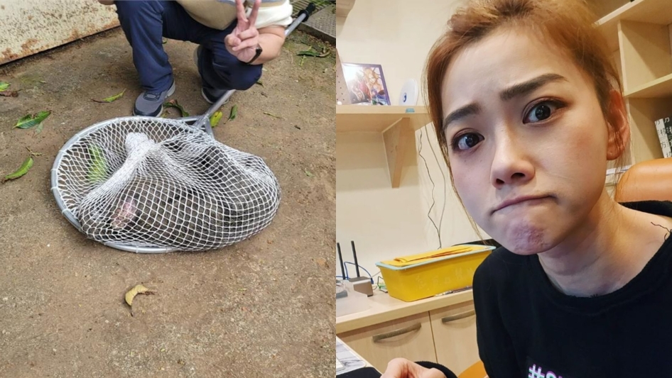 邵庭聽聞狒狒傷重死亡！大哭半小時痛喊「對不起」：好想知道真相