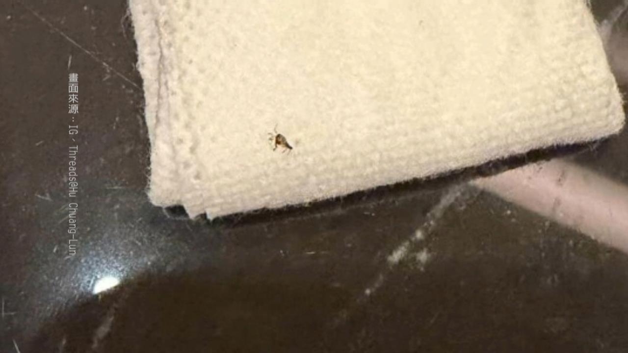 晶華鐵板燒慶生驚見「蟑螂竄餐盤」　　業者竟回：昨天才消毒難免遇到