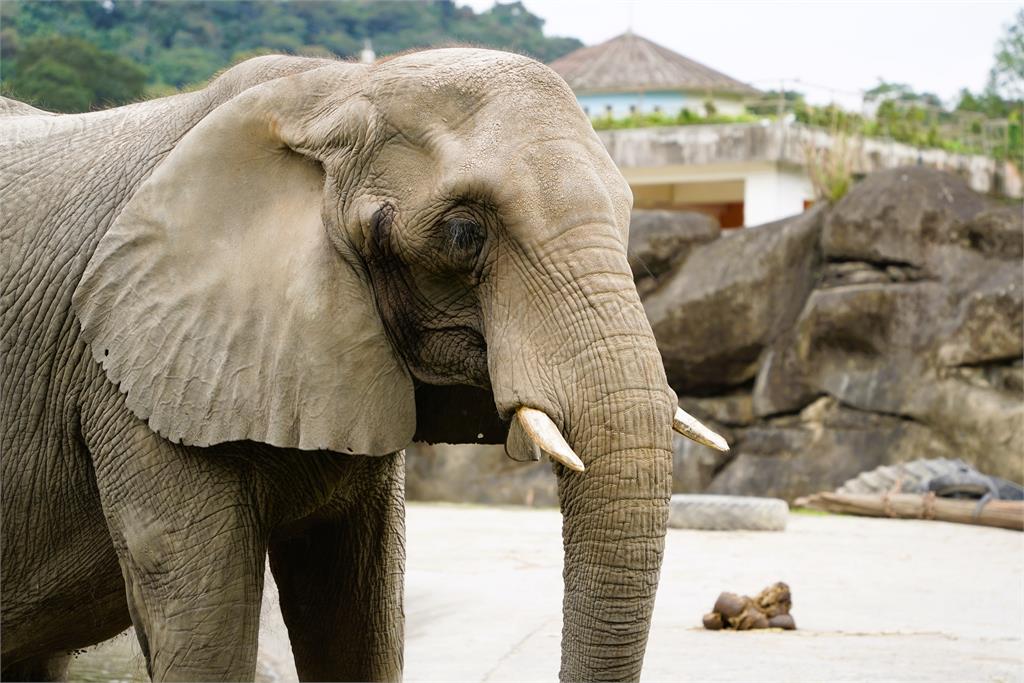 快新聞／不捨！台北市立動物園42歲非洲象「美代」離世