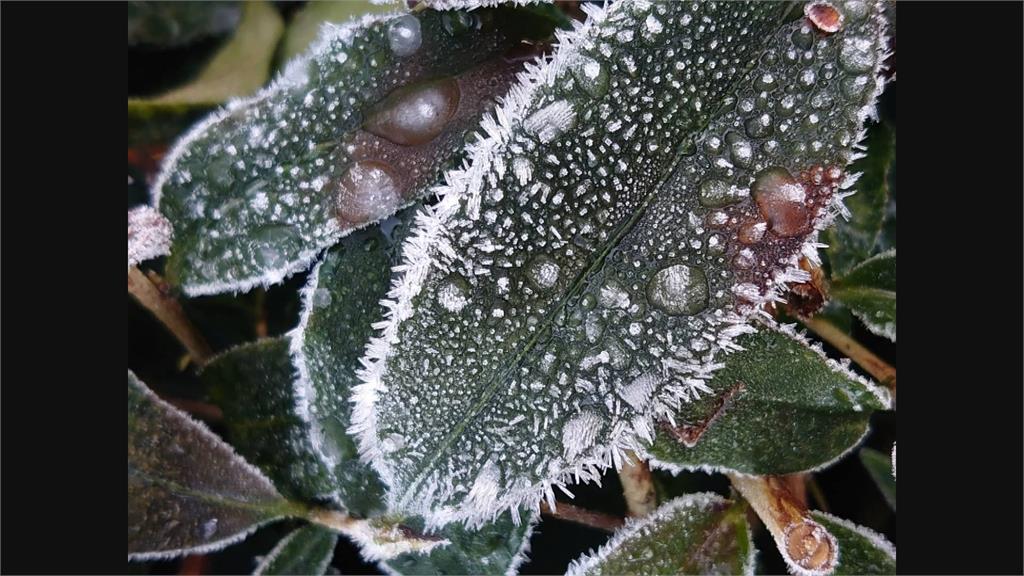 阿里山降霜 茶園雪白一片 春茶質量優