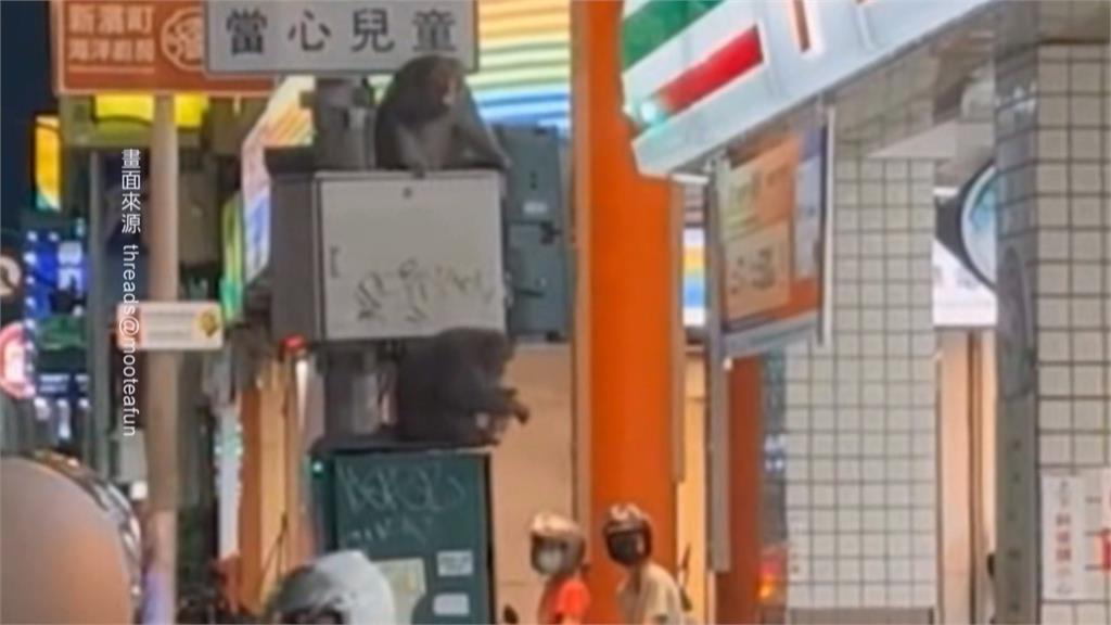太熱受不了！高雄獼猴闖超商搶冰吃　民眾看傻眼
