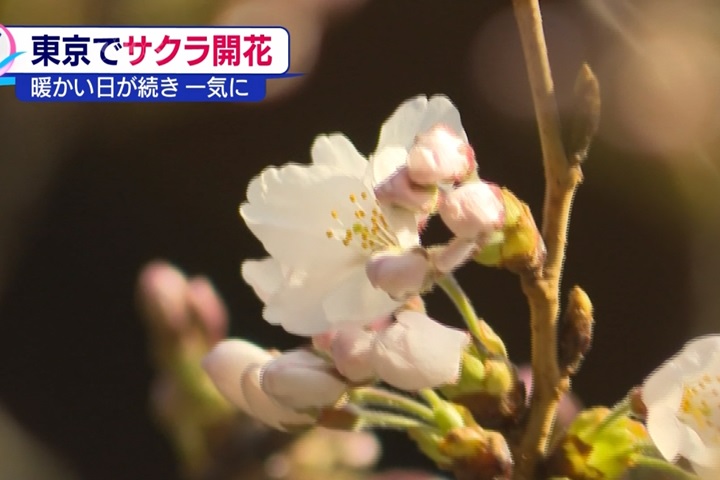 日宣布東京櫻花季開始！ 比往年平均早9天