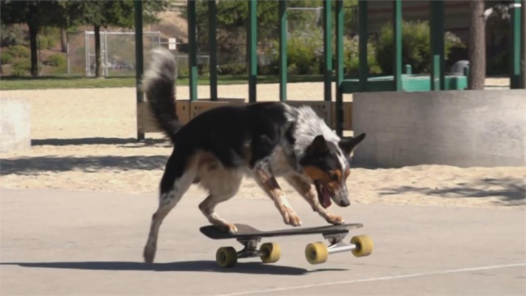 美國狗狗Jumpy秀絕技 創100公尺滑板世界紀錄