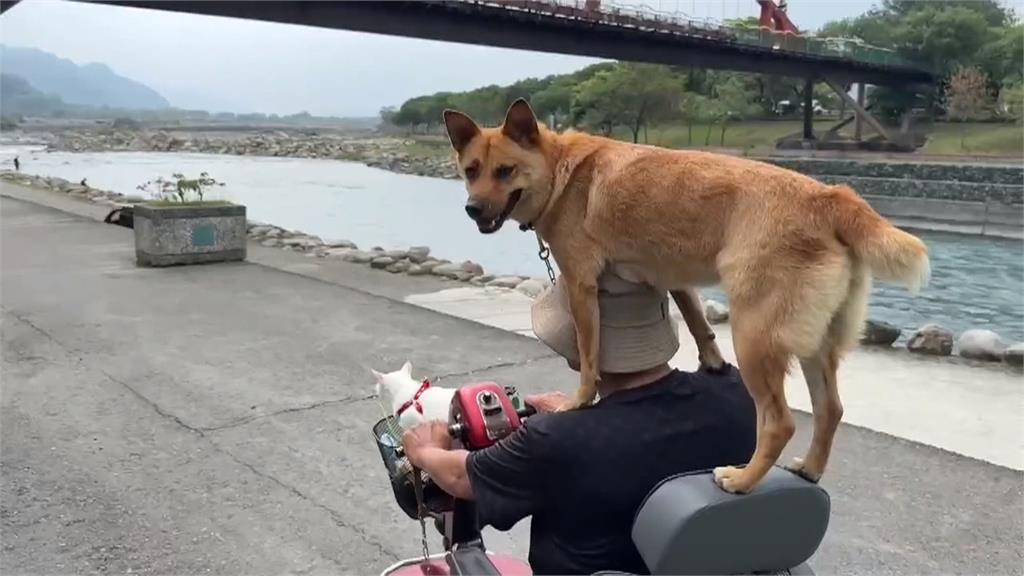 人狗情深!"黃金"只靠雙腳站代步車 陪主人兜風