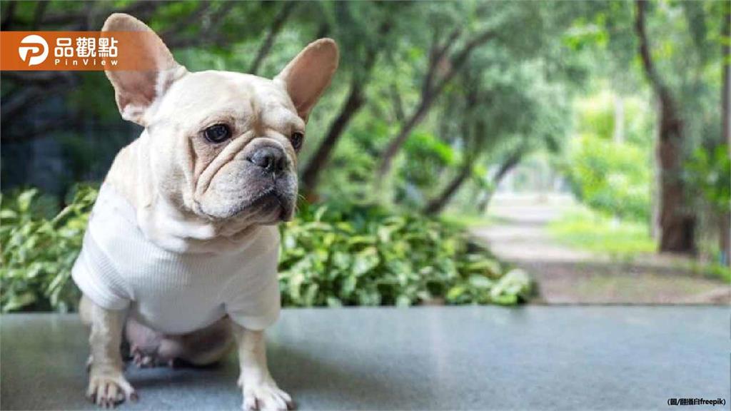 台中驚見「2歲法鬥」棄屍草叢！主人面臨萬元罰鍰