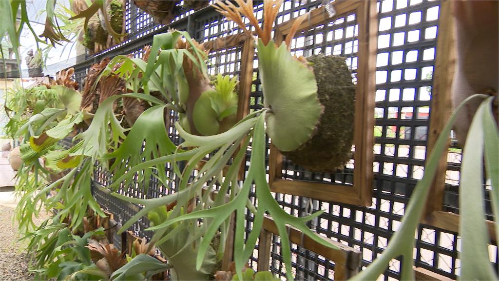 「長在樹上的鹿」獨特多變　拍賣價創新高「貴到能買房」