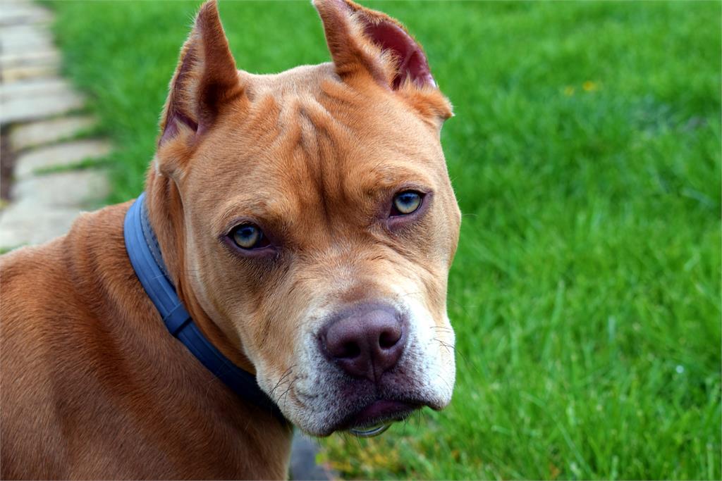 外送員送餐剛停好車...比特犬衝出猛咬小腿　無奈籲飼主：寵物請繫繩